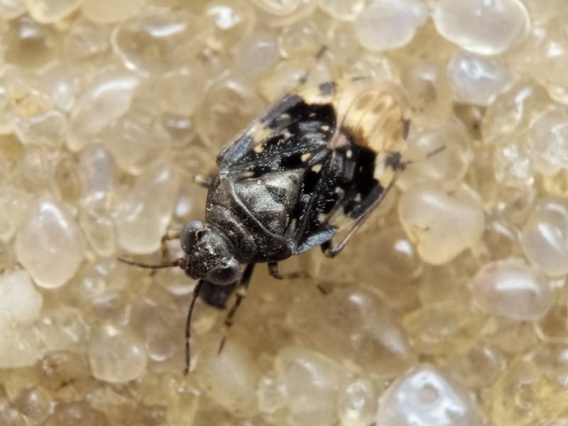 Saldula melanoscela (Fieber, 1859)